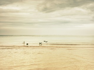 Fototapeta premium Bird on the beach sand. Seagulls walk on the wet sand