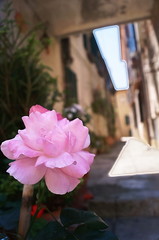Rose in a typical street of Bolgheri, Tuscany, Italy