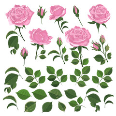Roses of light pink color with leaves and buds on a white background Watercolor illustration. Set of templates for invitation cards, wedding, banners, sales, brochure cover design-vector illustration.