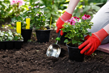 Gardener woman planting flowers in her garden, garden maintenance and hobby concept
