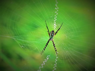 spider on a web