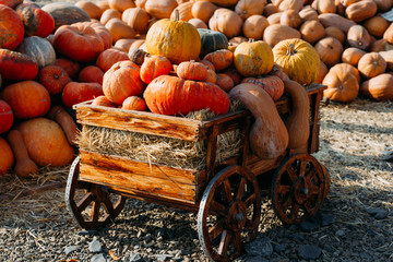 Photo of beautiful pumpkins at outdoor farmer local market in sunny autumn day