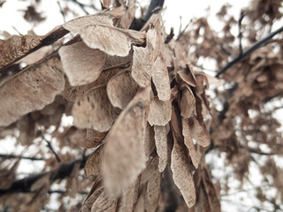 Dry maple seeds hanging from a branch