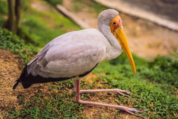 The Yellow-billed Stork, Mycteria ibis, is a large wading bird in the stork family Ciconiidae