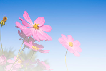 Colorful cosmos flower field for soft background. Copy space for your text and content.