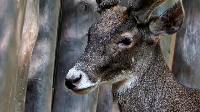 Thorold's deer (cervus albirostris) at deer-park.