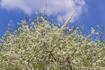 Fragment of flowering cherry tree located bottom against of sky