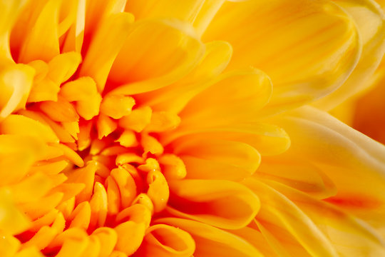 Closeup image of yellow chrysanthemum flower soft tone color blurred background.