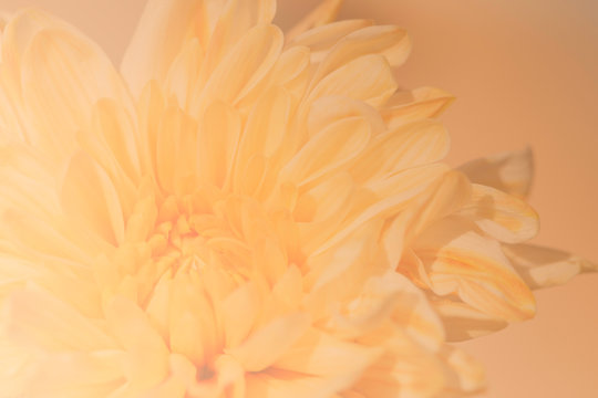 Closeup image of chrysanthemum flower soft tone color blurred background.