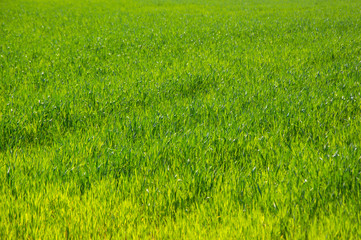 Obraz na płótnie Canvas Green grass background close-up