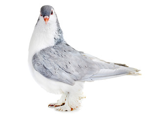 Lahore pigeon in studio