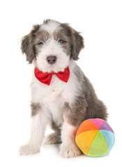 puppy bearded collie