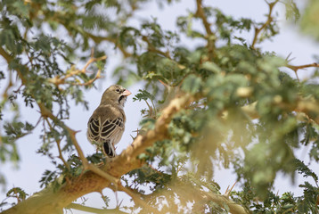 Scaly Weaver - Sporopipes squamifrons, beautiful small colored perching bird from southern African gardens and bushes, Sossusvlei, Namibia.