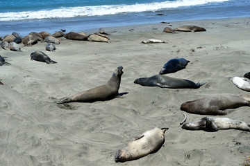 Cute and funny Sea Elephants on the Pacific Coast. California, USA