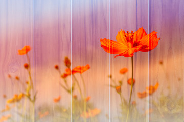 Fototapeta na wymiar Colorful orange cosmos flower on wooden texture with color filter pattern for soft background. Copyspace for your text and content. Vintage style.