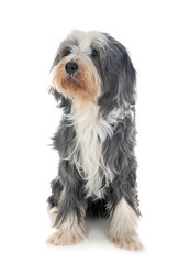 bearded collie in studio