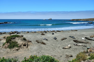 Cute and funny Sea Elephants on the Pacific Coast. California, USA