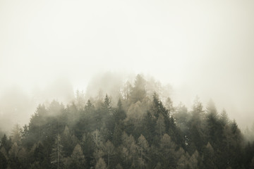 Foggy landscape. Firs tree tops in coniferous forest in the mist. Adamello park, Passo del Tonale, Italy. Melancholic, nostalgic feel. Soft warm tone.
