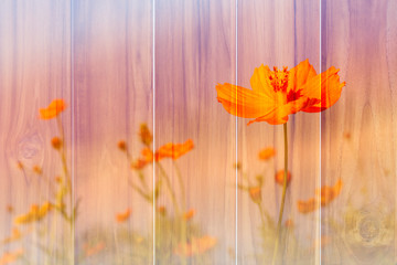 Colorful orange cosmos flower on wooden texture with color filter pattern for soft background. 