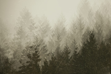 Multiple exposure of  firs tree tops in coniferous forest in the mist. Adamello park, Passo del Tonale, Italy. Vintage, nostalgic look