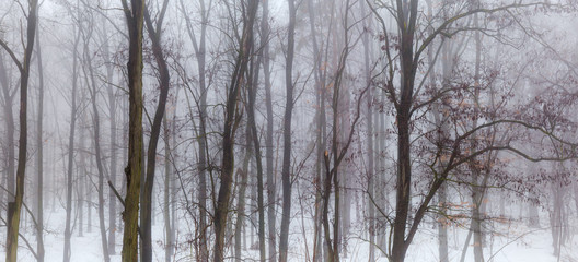 Obraz na płótnie Canvas Fragment of winter forest in heavy fog