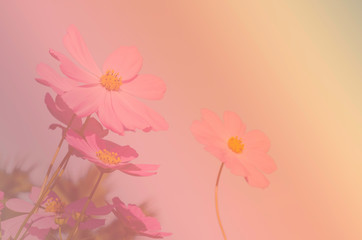 Colorful cosmos flower field for soft background. Copy space for your text and content.