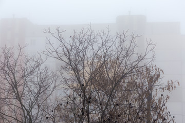 Winter tree tops against of multistory building in heavy fog