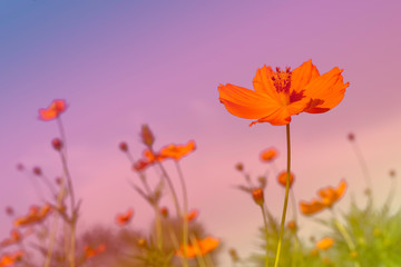 Fototapeta na wymiar Colorful cosmos flower field for soft background. Copy space for your text and content.