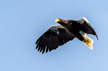 Flying Predatory Stellers Sea-eagle