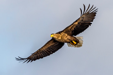 Flying Predatory White-talied Sea Eagle
