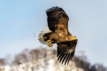 Flying Predatory White-talied Sea Eagle