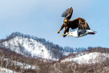 Flying Predatory White-talied Sea Eagle