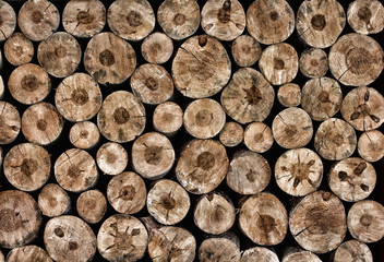 tree stumps full screen