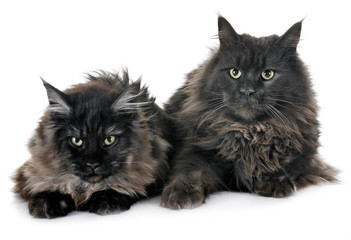 maine coon cats © cynoclub