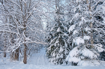 Snowy Road through the wintry forest