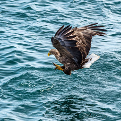 Flying Predatory White-talied Sea Eagle