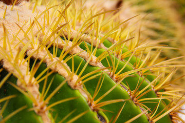 Thang Thong (Golden barrel cactus). thorn cactus tree texture background in hot weather light. Selective focus .