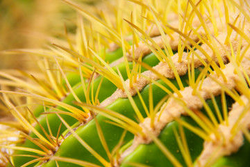 Thang Thong (Golden barrel cactus). thorn cactus tree texture background in hot weather light. Selective focus .