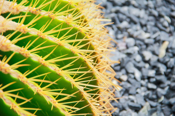 Thang Thong (Golden barrel cactus). thorn cactus tree texture background in hot weather light. Selective focus .