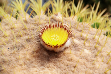 Thang Thong (Golden barrel cactus). thorn cactus tree texture background in hot weather light. Selective focus .