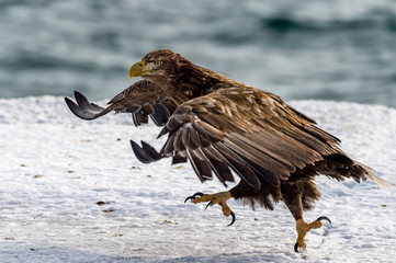 Flying Predatory White-talied Sea Eagle