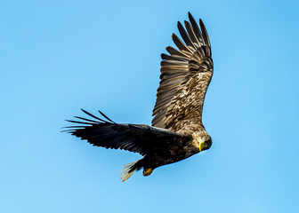 Flying Predatory White-talied Sea Eagle