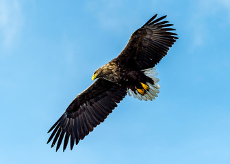 Flying Predatory White-talied Sea Eagle