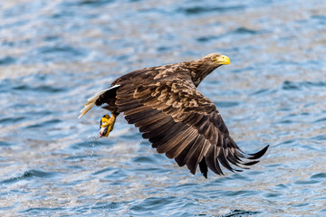 Flying Predatory White-talied Sea Eagle