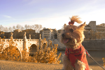 Yorkshire terrier on the street of Rome