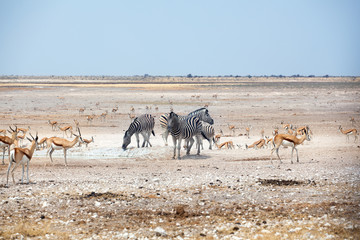 Fototapeta na wymiar Herd of zebras and springbok antelopes drinks water from drying out lake on white Etosha pan land and blue sky background, Namibia, South Africa, safari in Etosha National Park during the dry season
