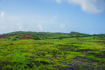 Fototapeta na wymiar Beautiful green lawn with small interesting stones, on the peninsula near the village Gokarna. India