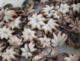 collection of octopuses laying on ice on the Spanish market in Naples