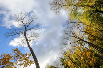 Autumn park in St Petersburg, Russia