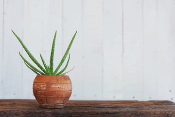 Aloe vera pot plant on wood table with white wooden wall background